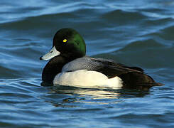 Greater Scaup