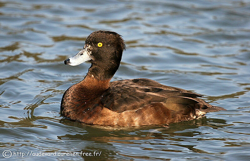 Tufted Duck