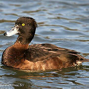 Tufted Duck