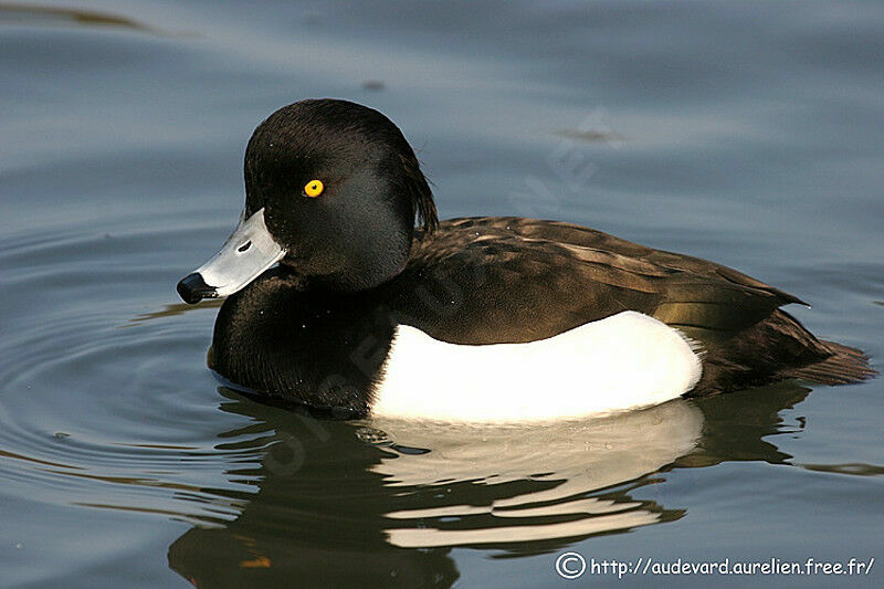 Tufted Duck