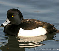 Tufted Duck