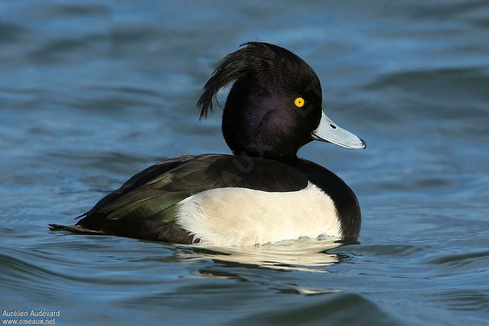 Tufted Duck male adult breeding