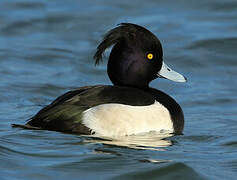 Tufted Duck