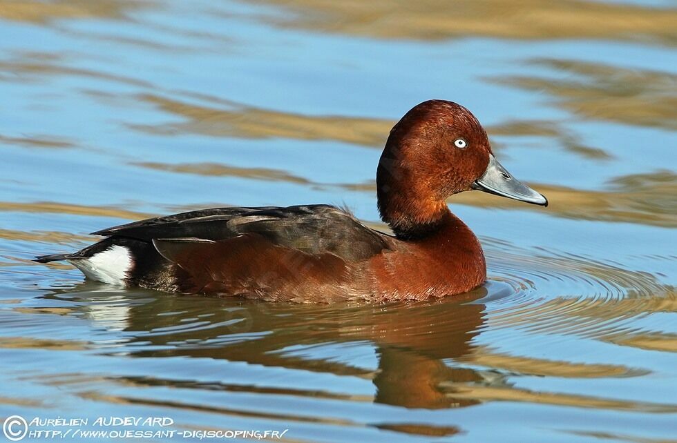 Ferruginous Duck