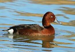 Ferruginous Duck