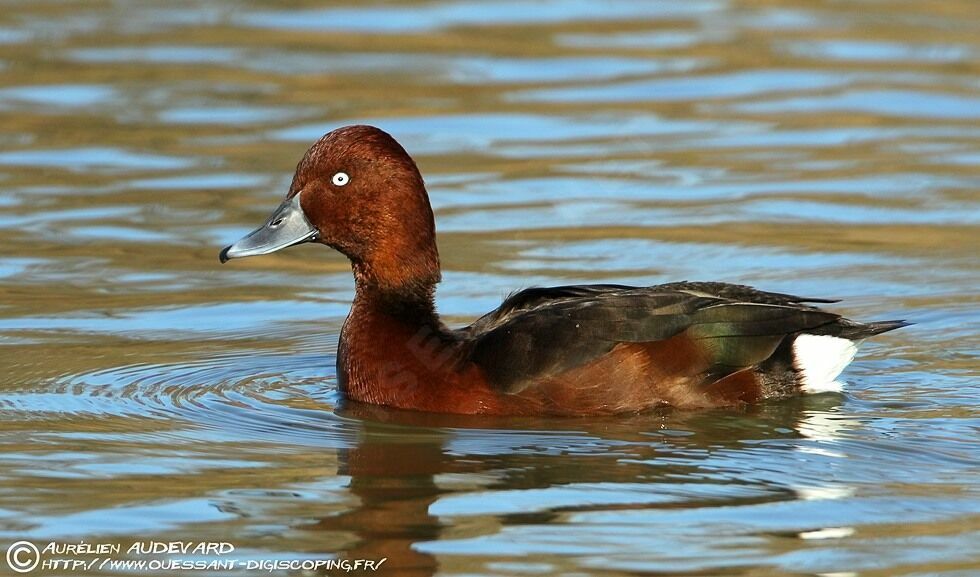 Ferruginous Duck