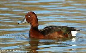 Ferruginous Duck