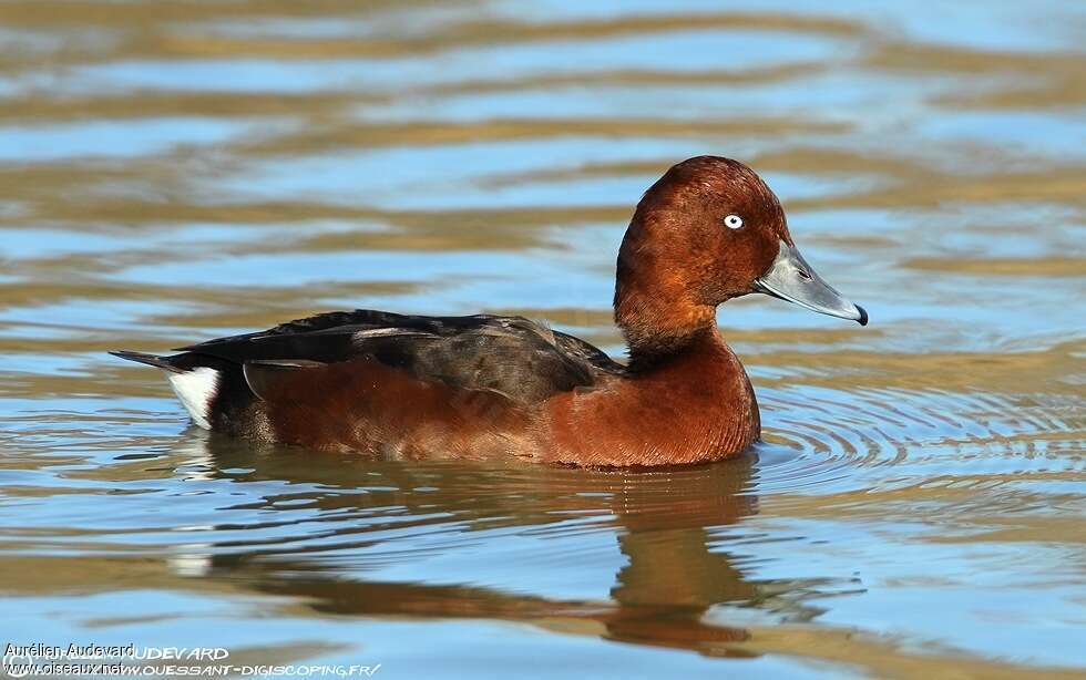 Ferruginous Duck male adult