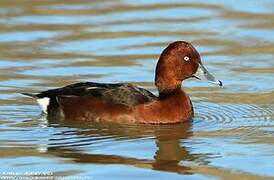 Ferruginous Duck