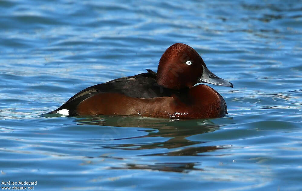 Ferruginous Duck male adult breeding, identification