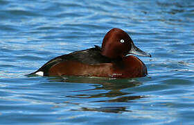 Ferruginous Duck