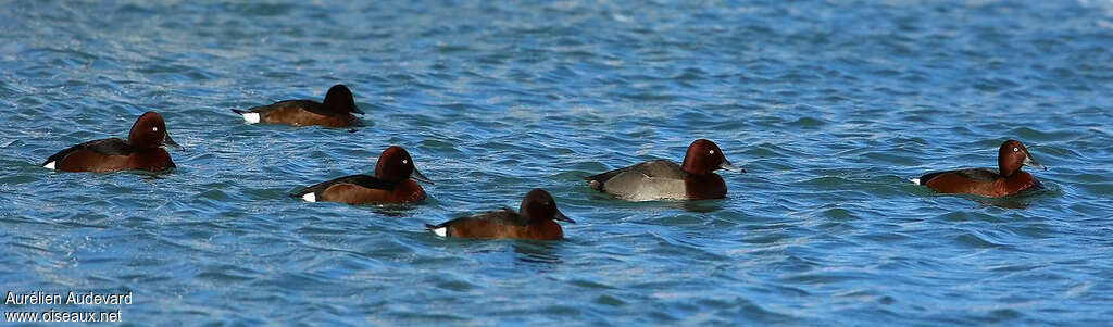 Ferruginous Duck, pigmentation, Behaviour