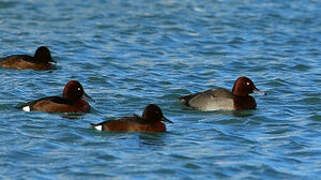 Ferruginous Duck