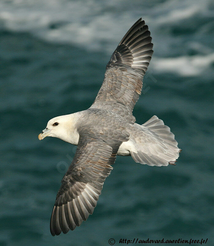 Northern Fulmar