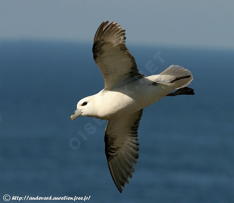 Fulmar boréaladulte nuptial