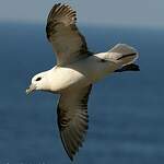 Fulmar boréal