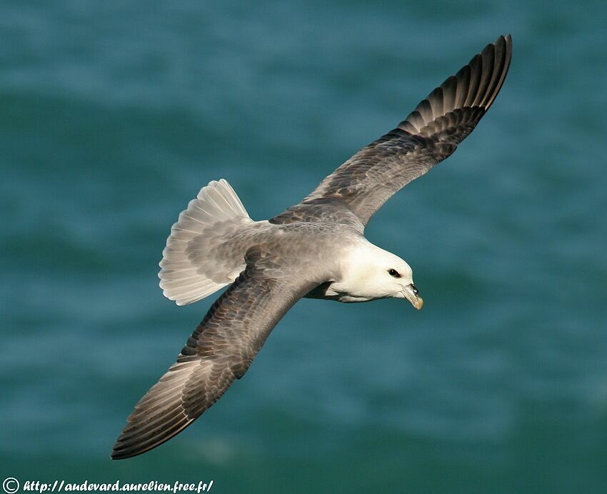 Fulmar boréal