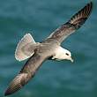 Fulmar boréal