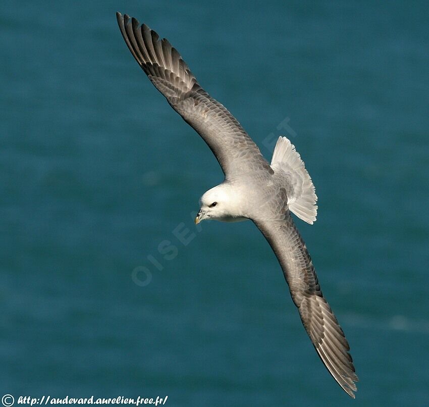 Fulmar boréal