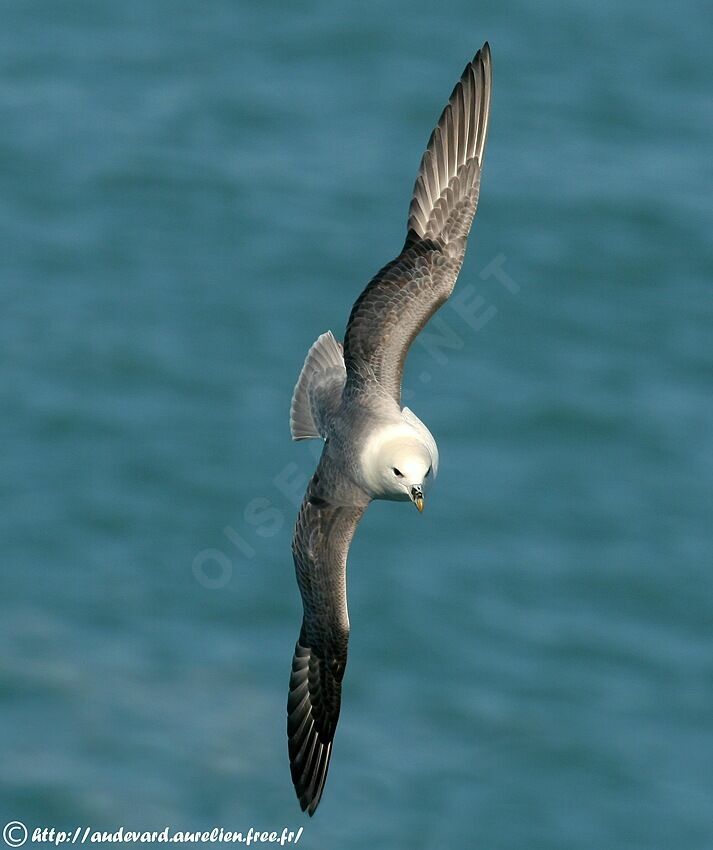 Northern Fulmar