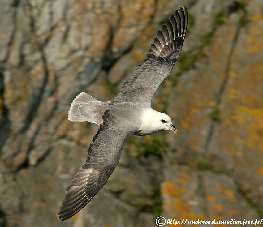 Fulmar boréaladulte