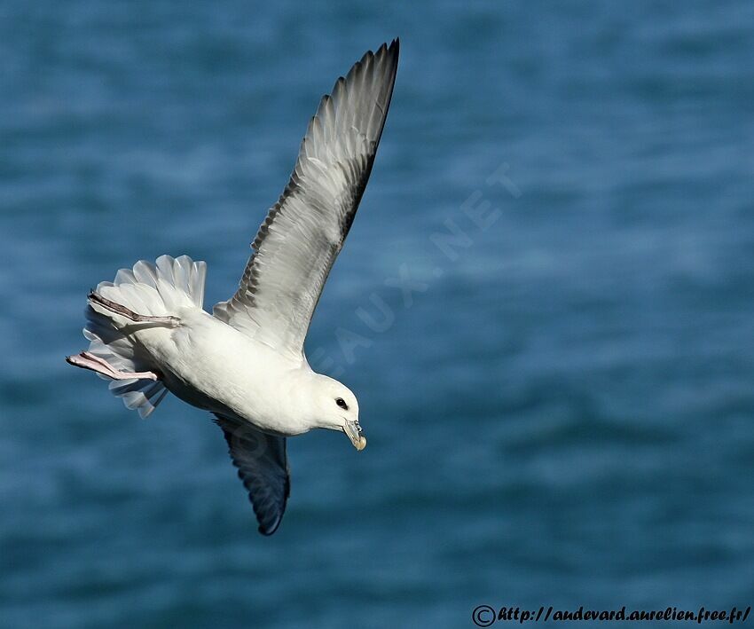 Fulmar boréal