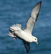 Northern Fulmar