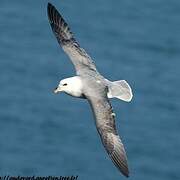 Fulmar boréal