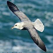 Northern Fulmar