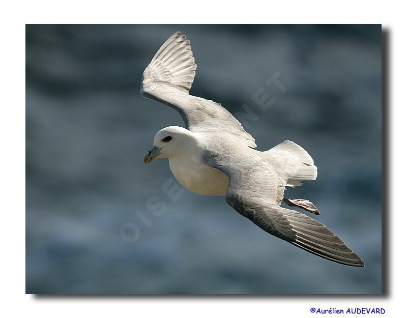 Northern Fulmar