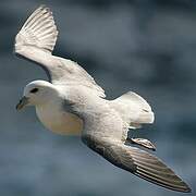 Fulmar boréal