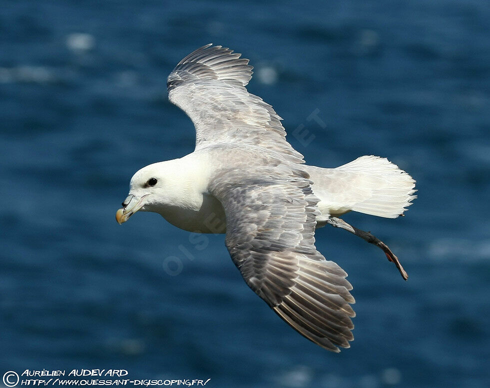 Northern Fulmar