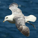 Fulmar boréal