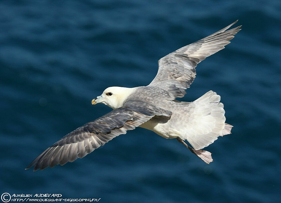 Fulmar boréal