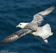 Fulmar boréal