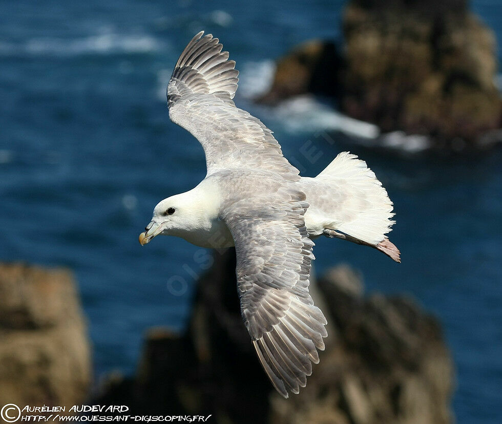 Fulmar boréaladulte nuptial, Vol