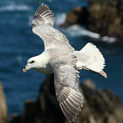 Northern Fulmar