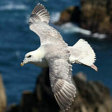 Fulmar boréal