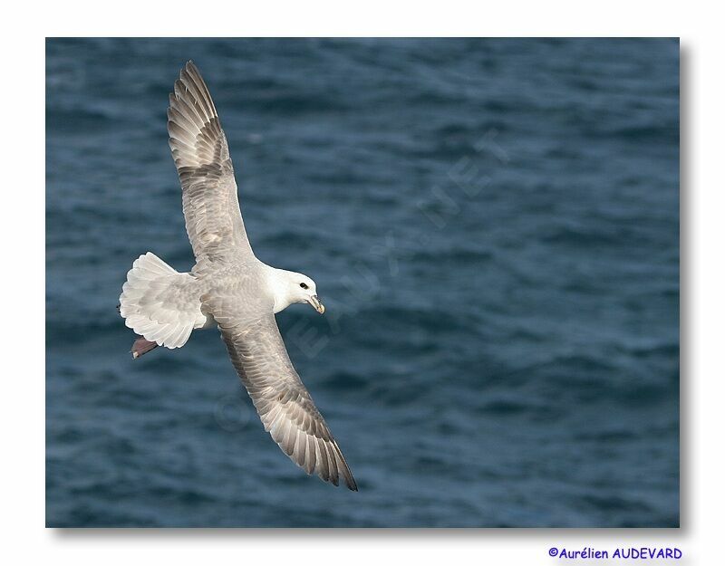 Fulmar boréal