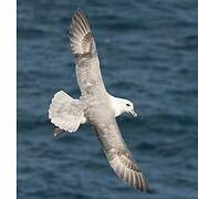 Northern Fulmar