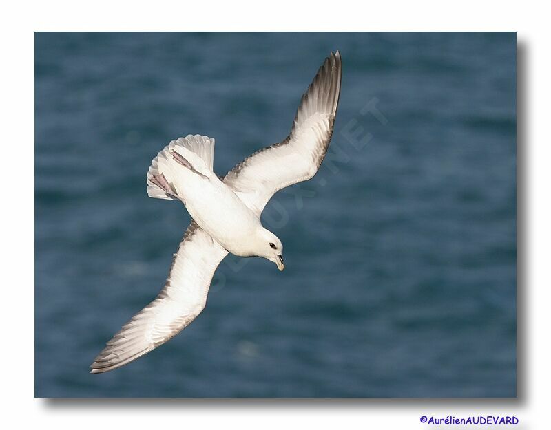 Northern Fulmar