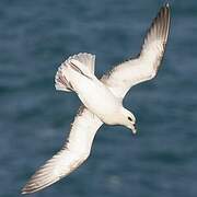 Northern Fulmar