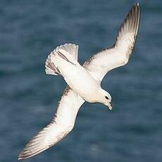 Fulmar boréal