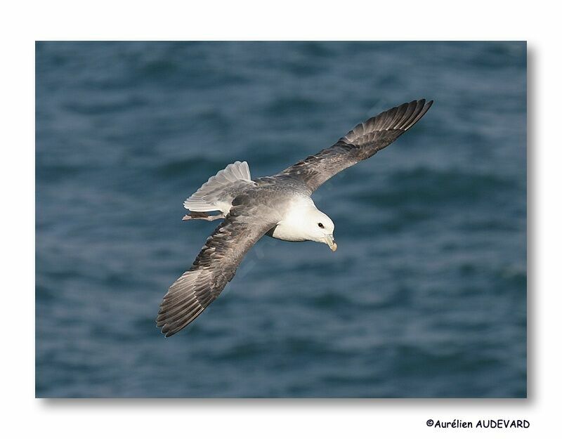 Fulmar boréal