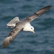 Northern Fulmar