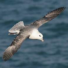 Fulmar boréal