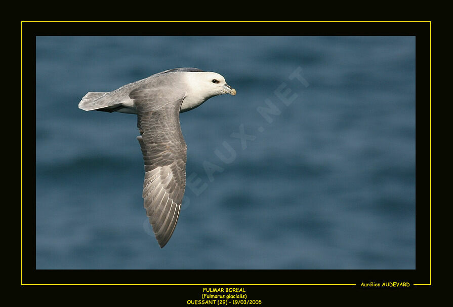 Fulmar boréal