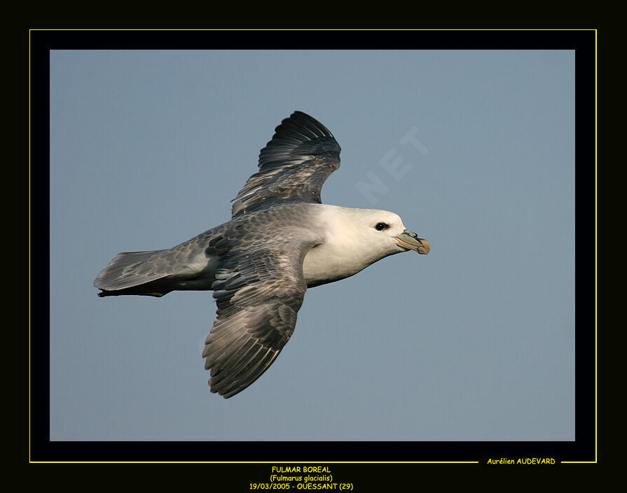 Northern Fulmar