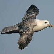 Northern Fulmar