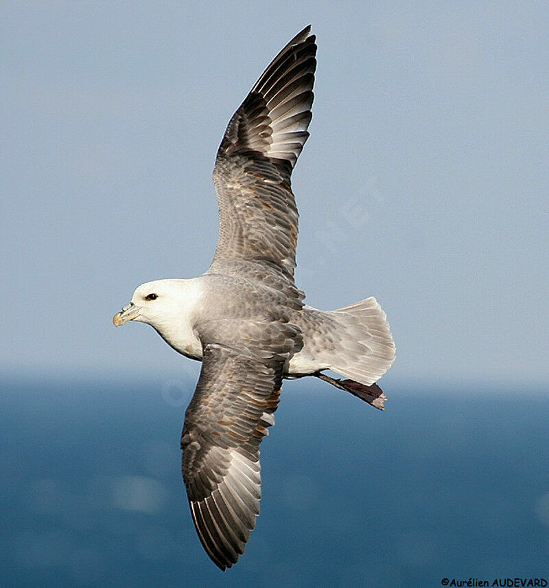 Fulmar boréal